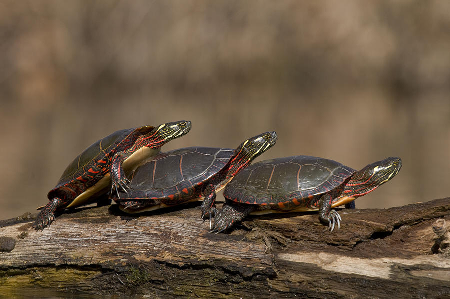 Painted Turtle Trio Sunning Photograph by Steve Gettle