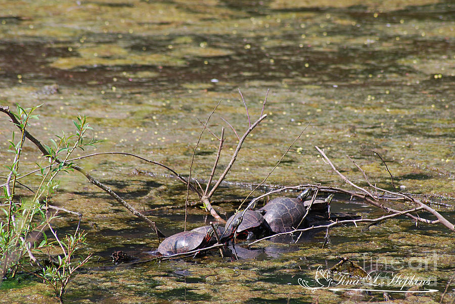 Painted Turtles 20120421_74a Photograph by Tina Hopkins