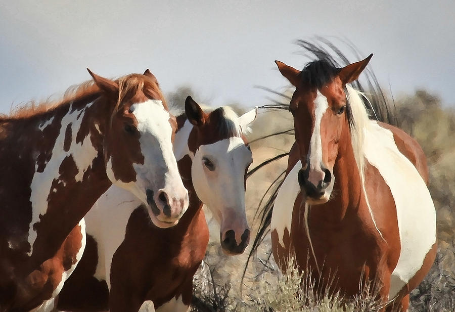 Painted Wild Horses Photograph by Athena Mckinzie