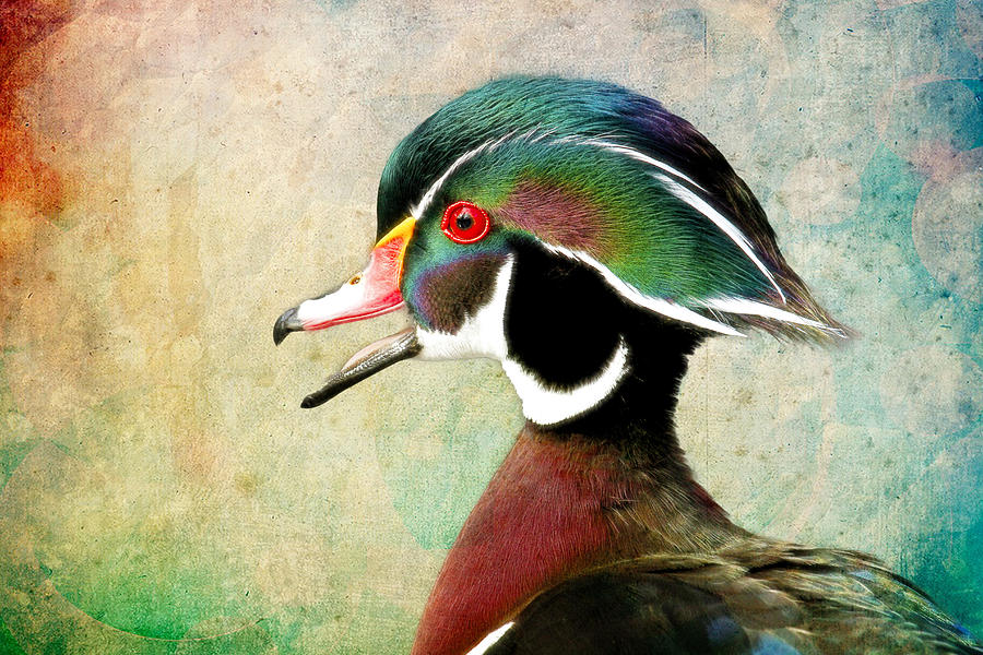 Painted Wood Duck Photograph by Steve McKinzie