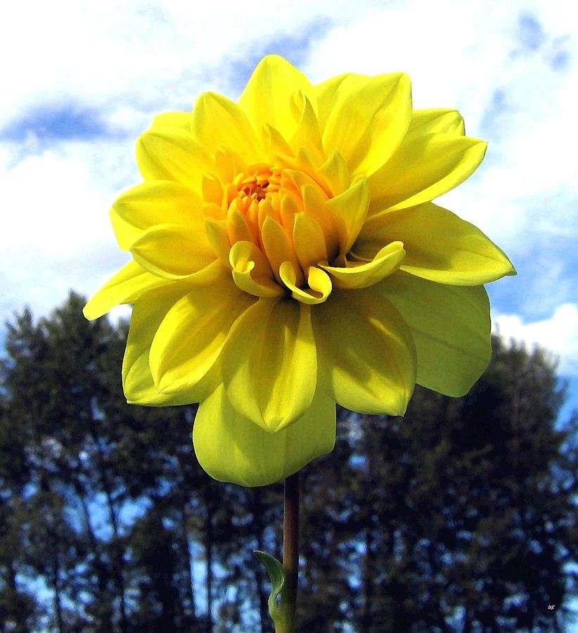 Painted Yellow Dahlia Digital Art by Will Borden