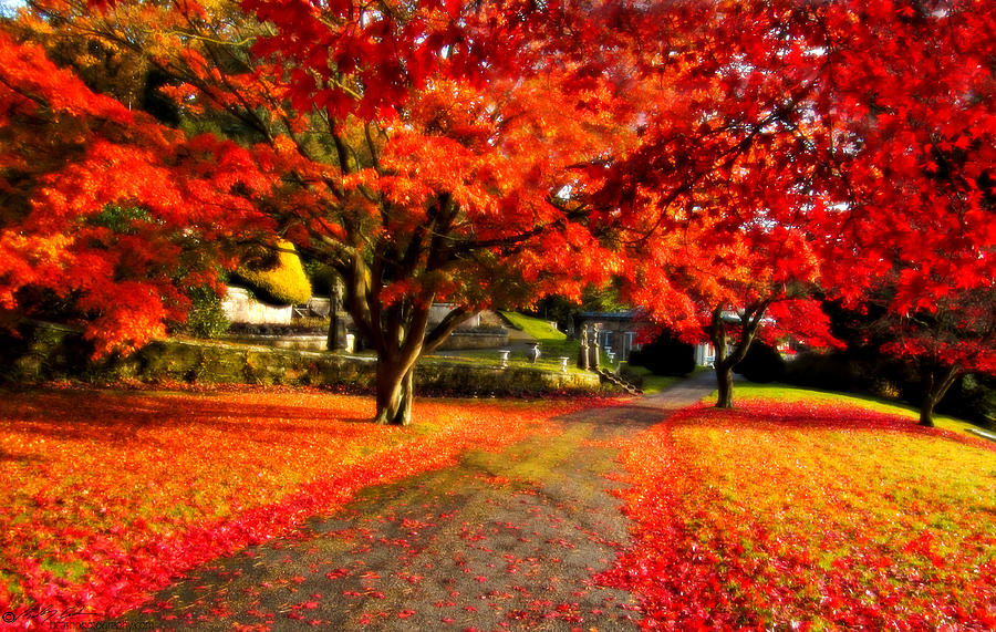 Painterly Autumn Path Photograph by B Cash