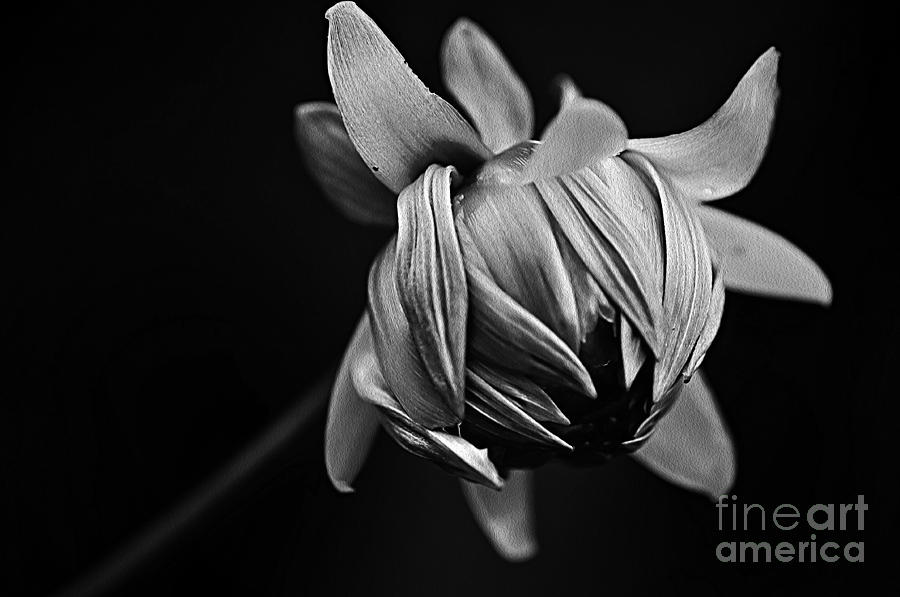 Black And White Photograph - Painterly Dahlia Bud in Black and White by Kaye Menner
