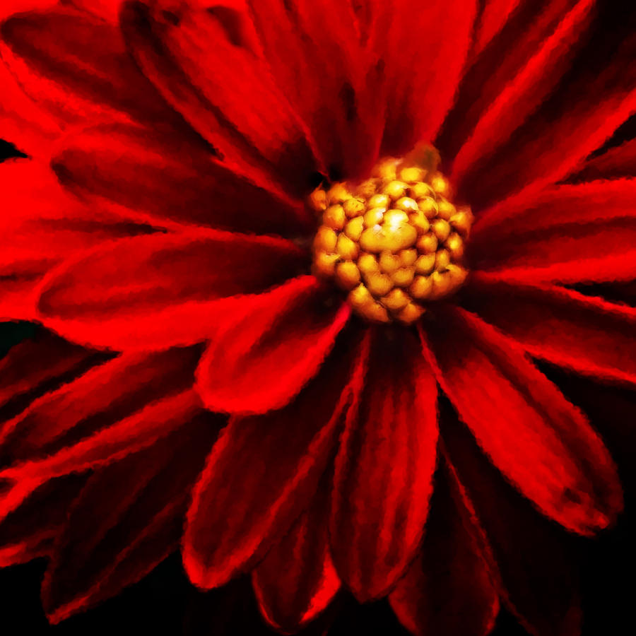 Painterly Dahlia Flower Photograph by Meirion Matthias