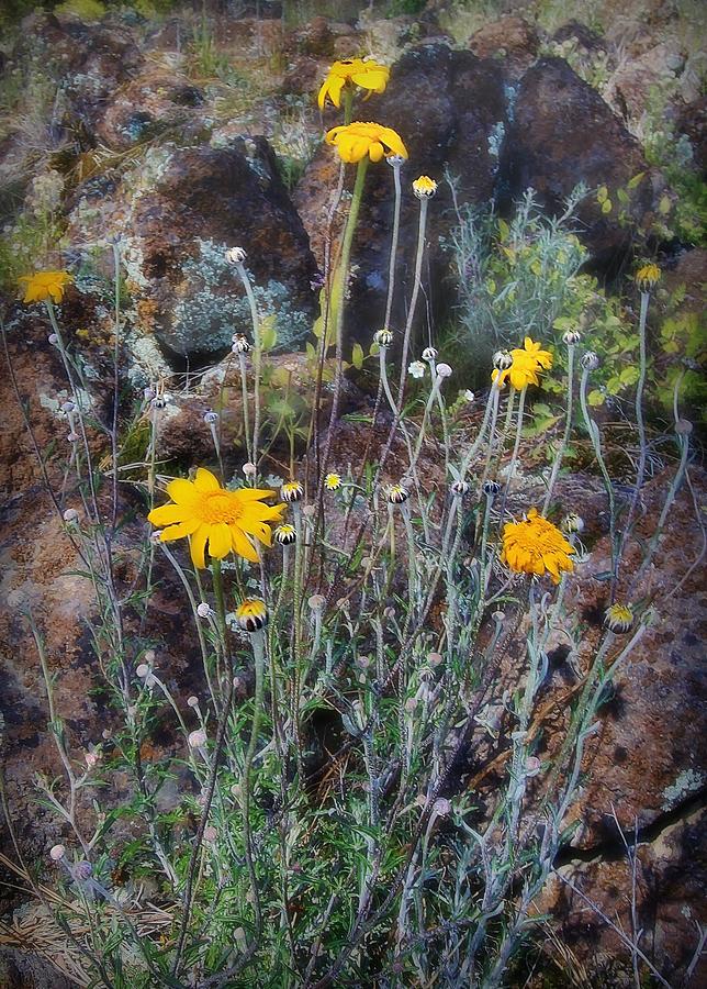 Painterly Daisies   Photograph by Mark Robert Bein