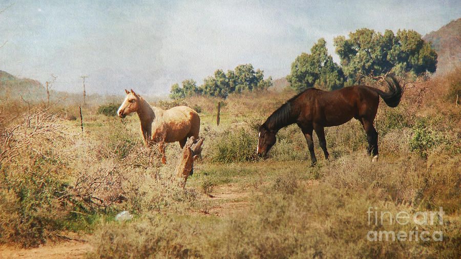 Horse Photograph - Painterly Horses in Desert by Beverly Guilliams