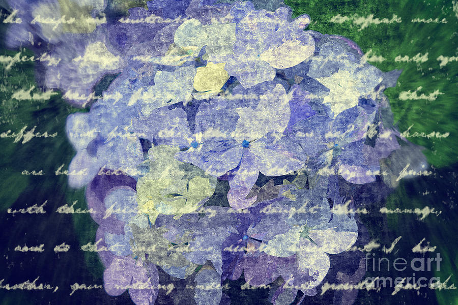 Painterly Hydrangea with Vintage Script Handwriting Digital Art by Beverly Claire Kaiya