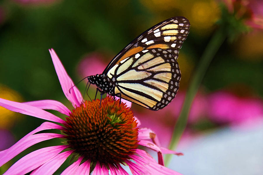 Painterly Monarch on Coneflower Photograph by Jemmy Archer
