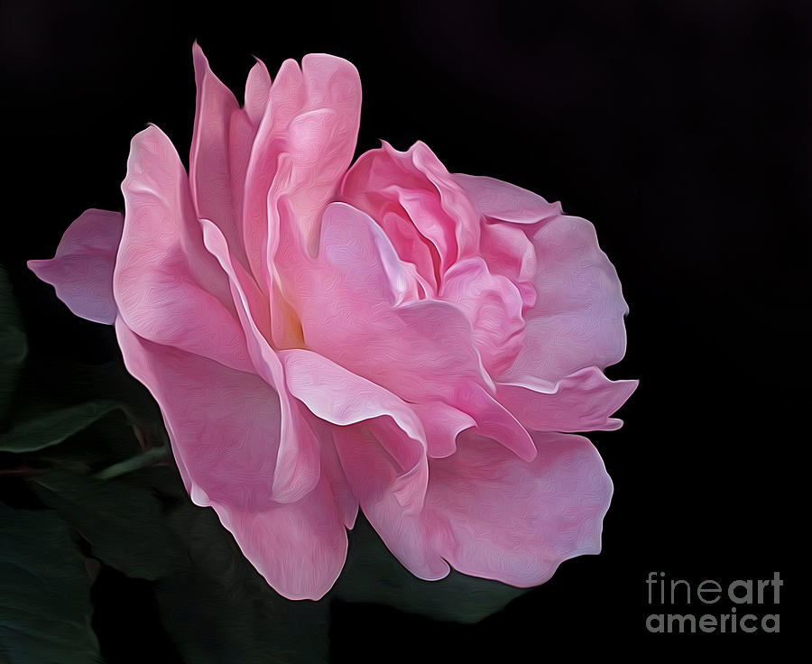 Nature Photograph - Painterly Pink Rose on Black by Kaye Menner
