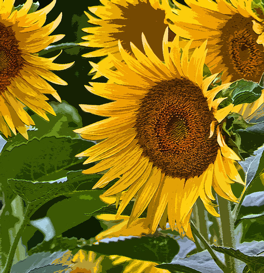 Painterly Sunflowers Photograph by Bill Owen