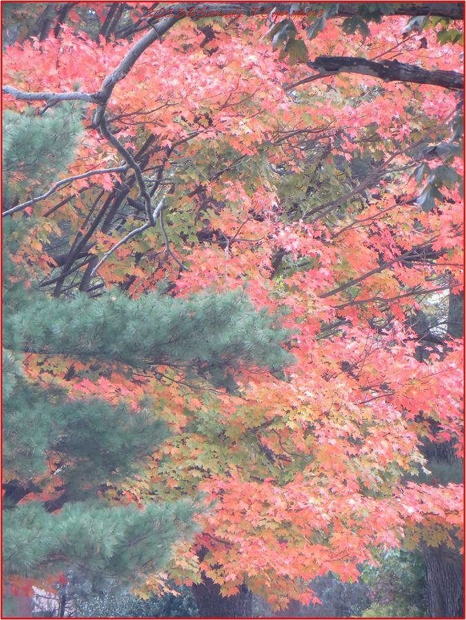 Painting autumn Photograph by Sonali Gangane