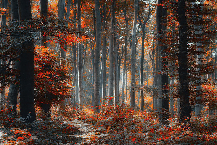 Painting Forest Photograph by Ildiko Neer