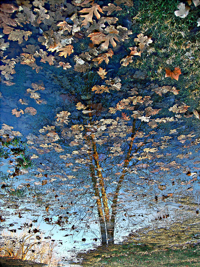 Tree Photograph - Painting in a Puddle by Ellen Tully