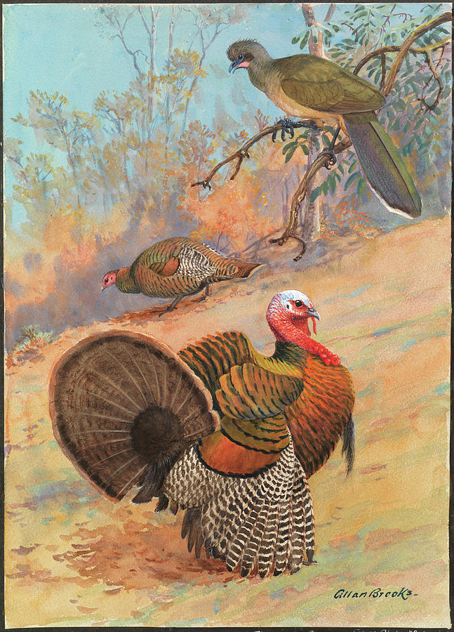 Painting Of A Wild Turkey Pair Photograph by Allan Brooks