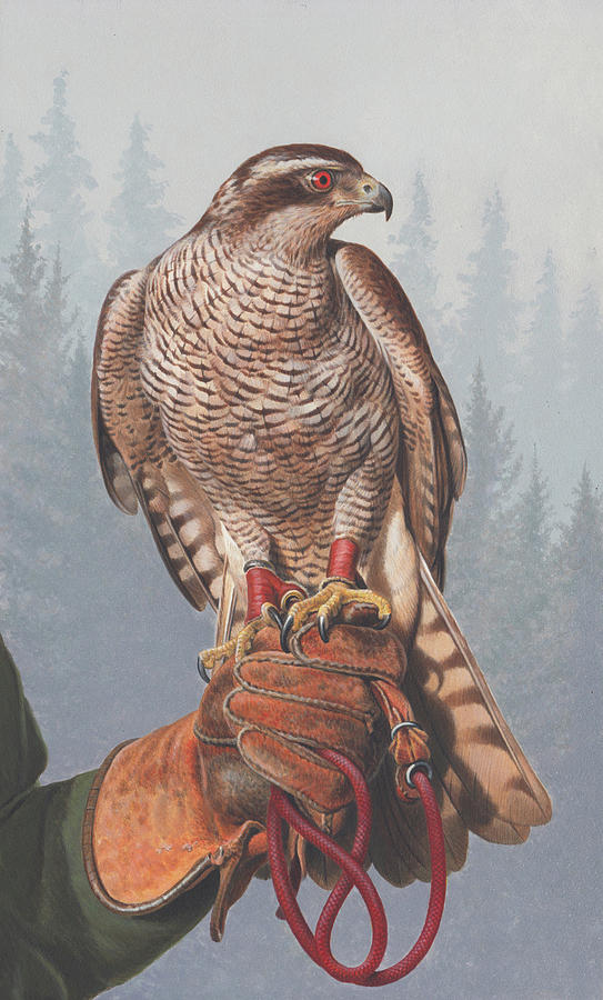 Painting Of Goshawk Perched Photograph by Ikon Images