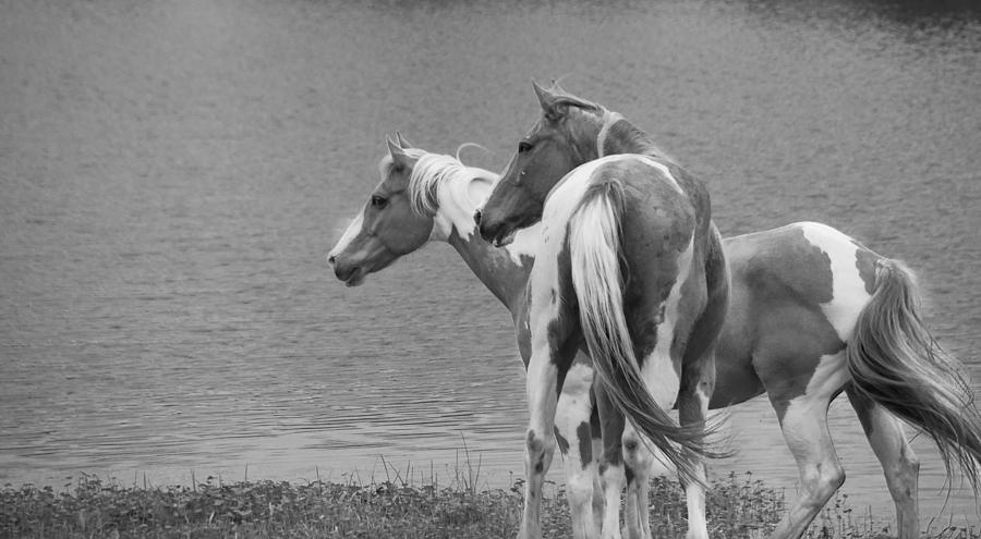 Horse Photograph - Paints Looking - Black and White Version by Phil And Karen Rispin
