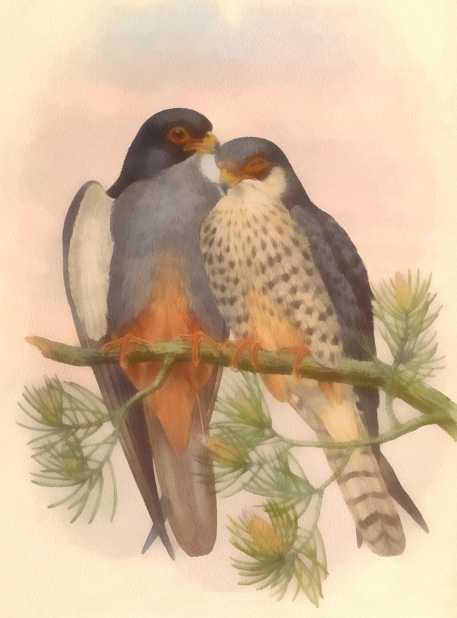 Falcon Digital Art - Pair Amur Falcons by Vintage File Collection