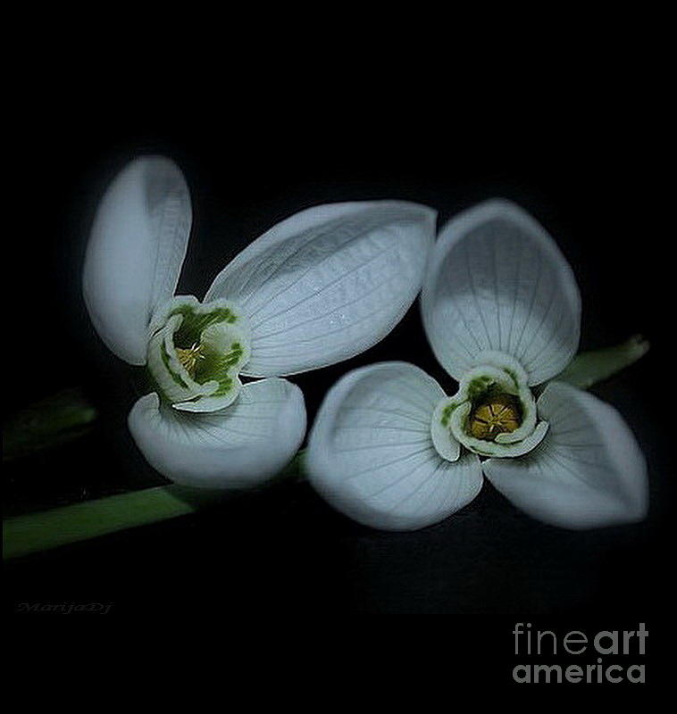 Flower Photograph - Spring  is coming by Marija Djedovic