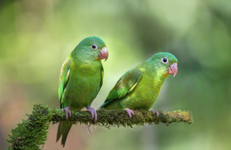 Parakeet Photograph - Pair O Parakeets by Greg Barsh