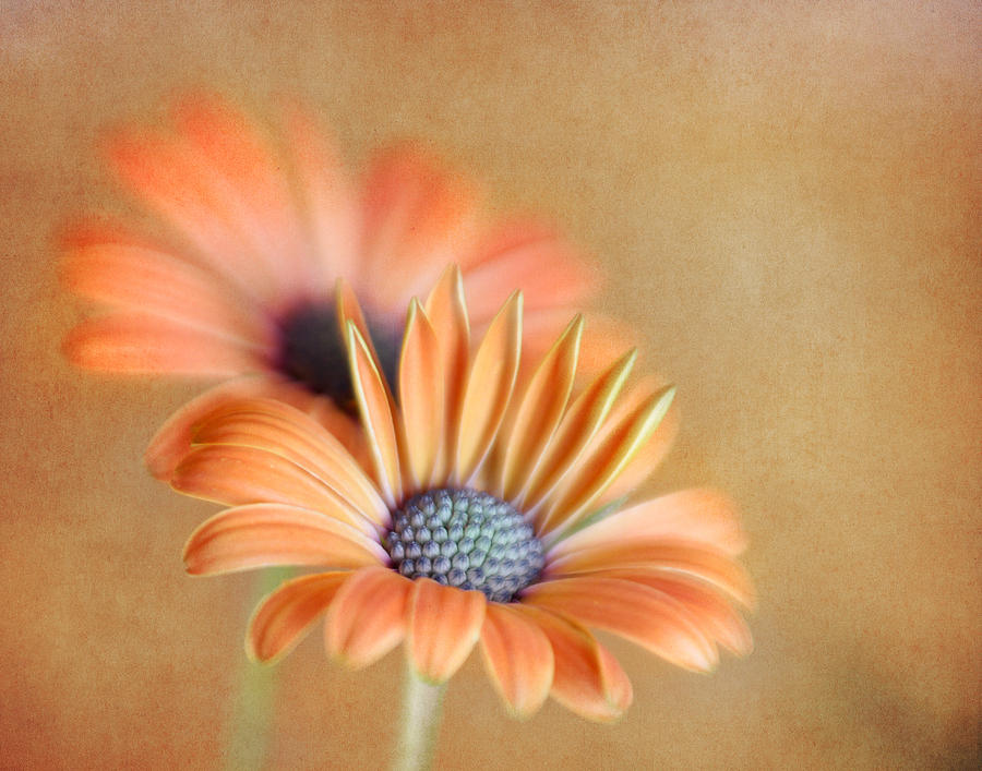 Flowers Still Life Photograph - Pair of African Daisies by David and Carol Kelly