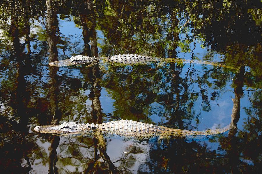 Pair of American Alligators Photograph by Rudy Umans