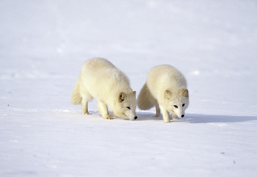 Pair Of Arctic Foxes Photograph by William Ervin/science Photo Library