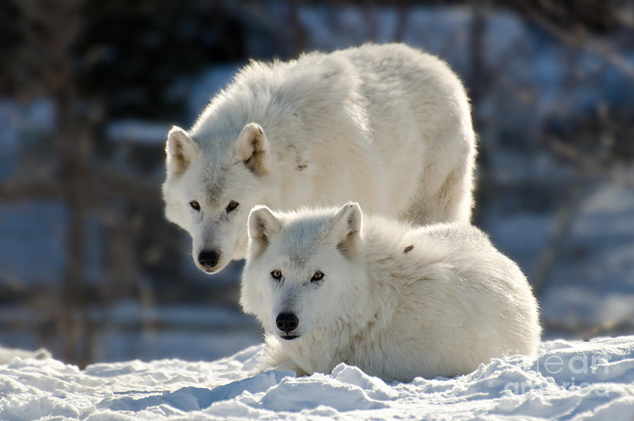 Pair of arctic wolves Photograph by Les Palenik