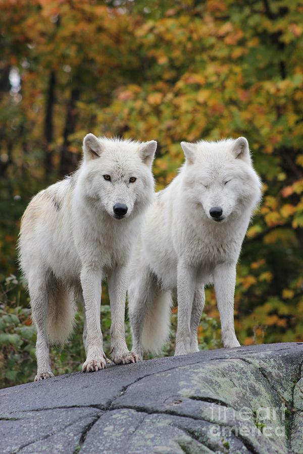 Pair of Arctic Wolves Photograph by Vicki Spindler