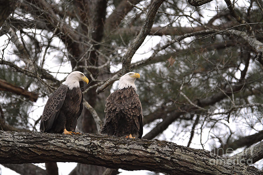 Pair of Bald Eagles Photograph by Jai Johnson