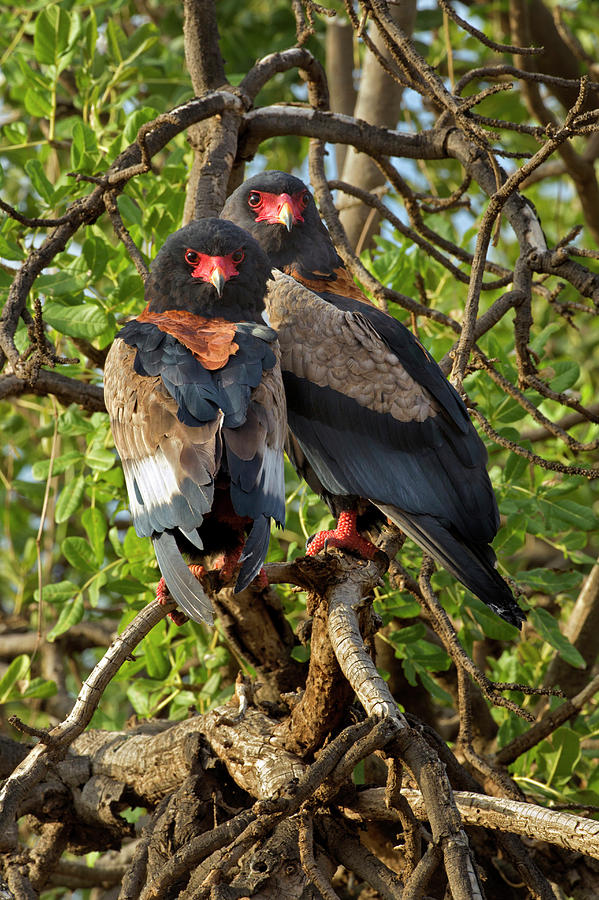 Pair Of Bateleur Eagles, Samburu Photograph by Adam Jones