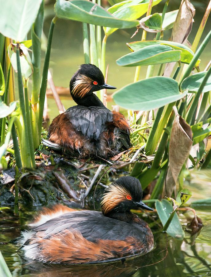 Nature Photograph - Pair Of Black-necked Grebes by Brian Gadsby/science Photo Library