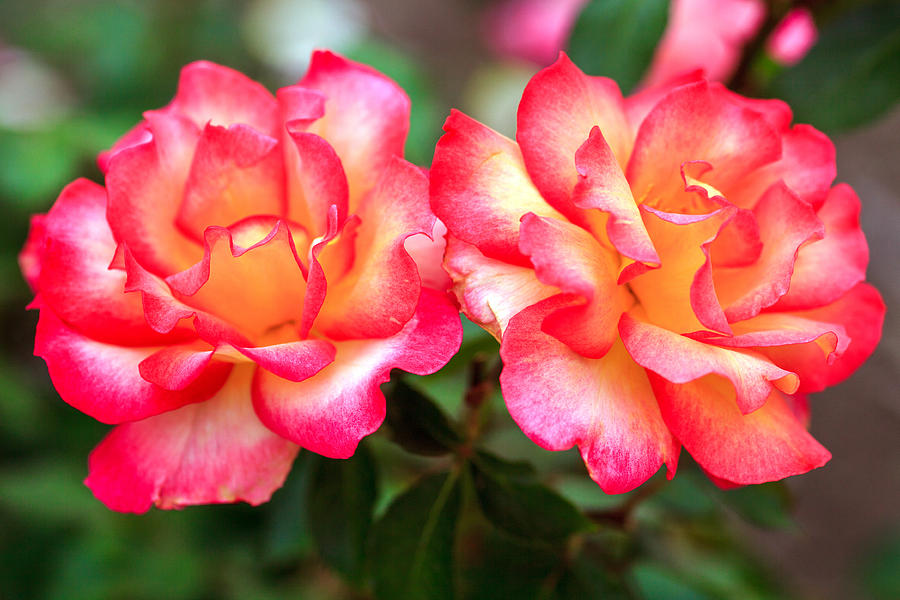 Pair of Bright Pink roses Photograph by Sennie Pierson