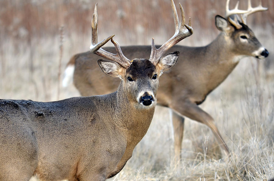 Pair of Bucks Photograph by Steve Tracy