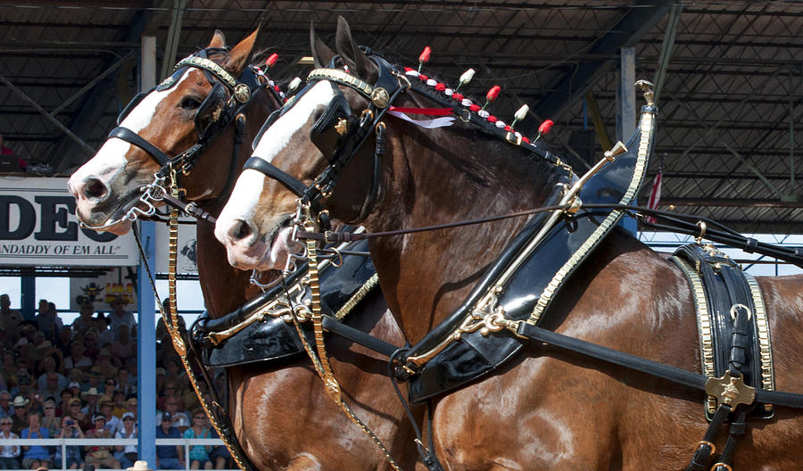 Pair Of Budweiser Clydesdale Horses In Harness Usa Rodeo Photograph