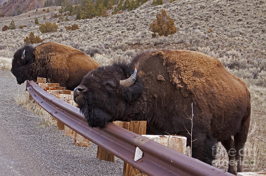 Pair Of Buffalo Scratching An Intch   #1727 Photograph by J L Woody Wooden