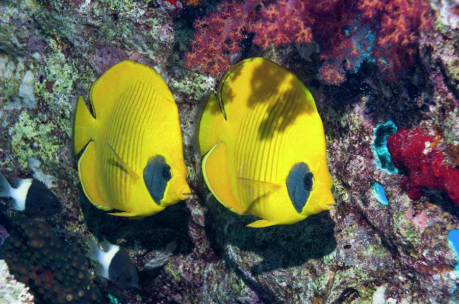 Pair Of Butterflyfish Photograph by Georgette Douwma