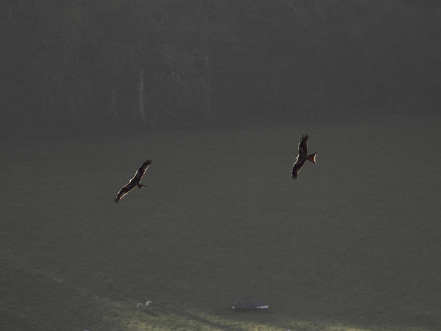 Nature Photograph - Pair of Buzzards by Daryl Ellis