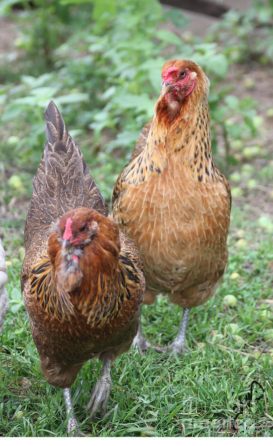 Pair of Chickens Photograph by Gia Mate - Fine Art America