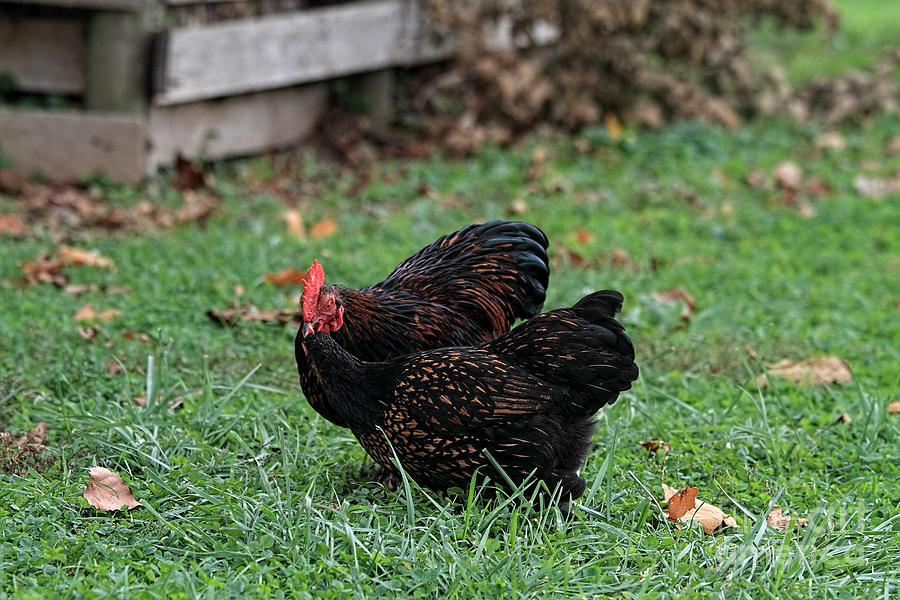 Pair of Cochin Chickens Photograph by Stephanie Frey