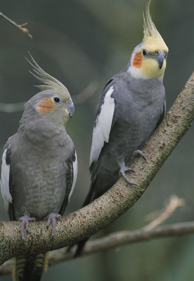 Pair of Cockatiels on Branch Photograph by Theo Allofs