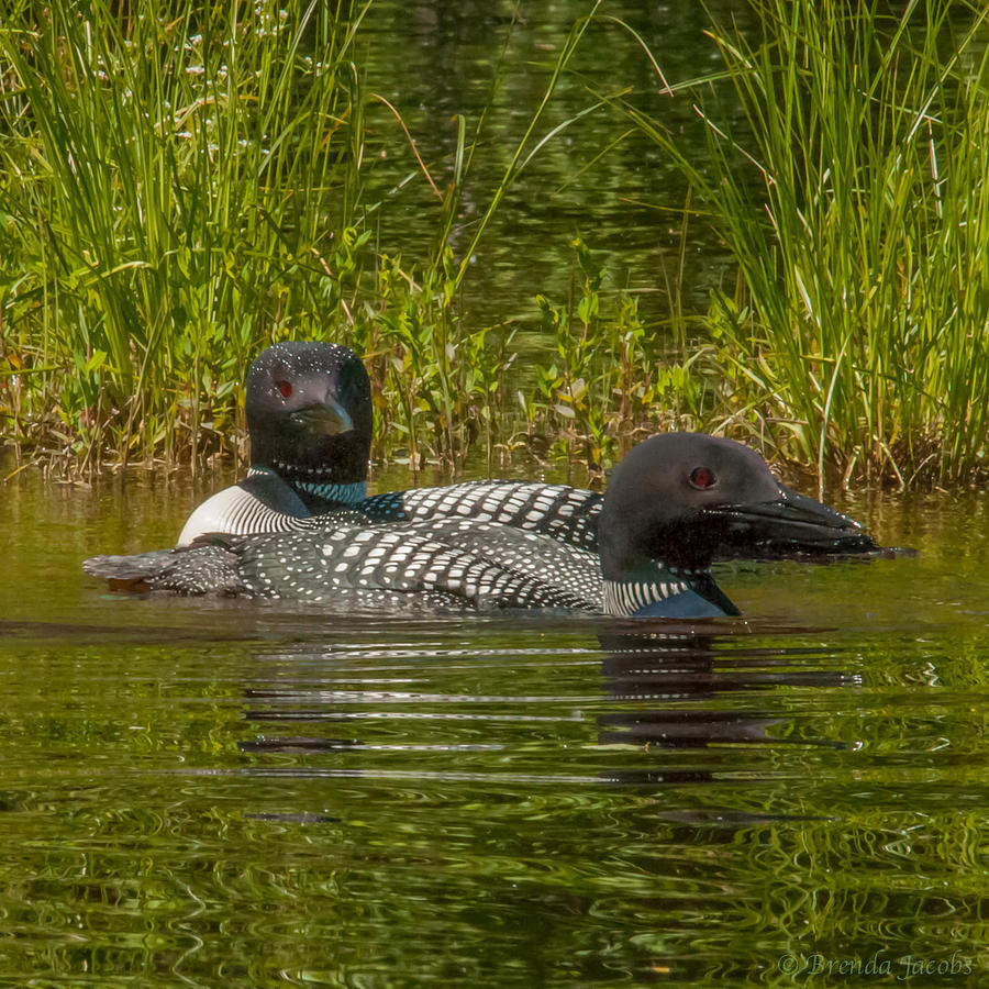 Pair of Common Loons Photograph by Brenda Jacobs