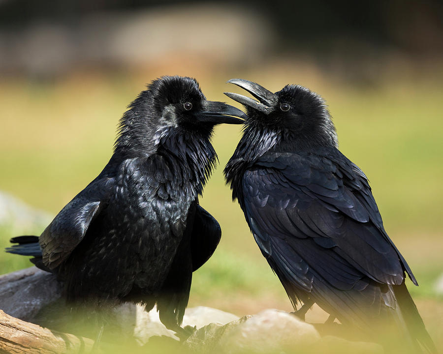 Pair Of Common Ravens, Corvus Corax Photograph by Maresa Pryor | Fine ...