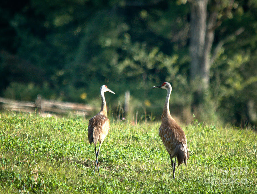 Pair of Cranes Photograph by Cheryl Baxter