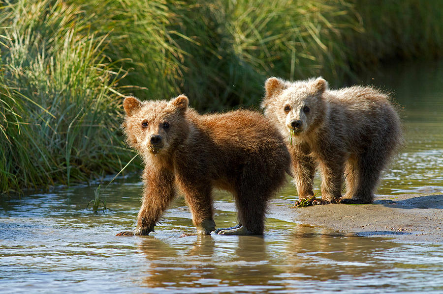 Pair of Cubs Photograph by Shari Sommerfeld