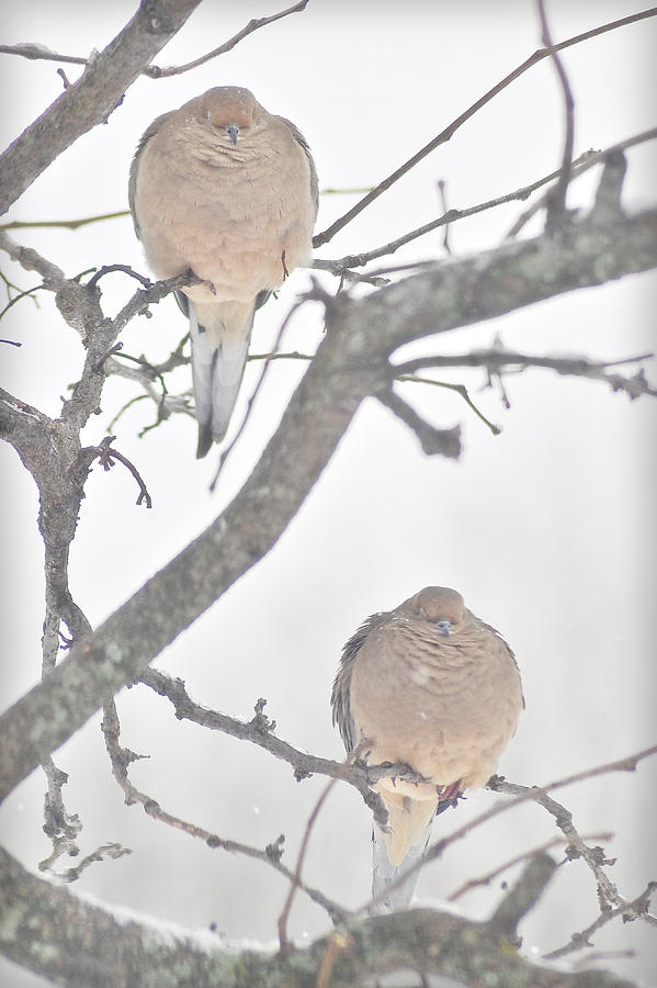 Pair of Doves Photograph by Gene Tatroe