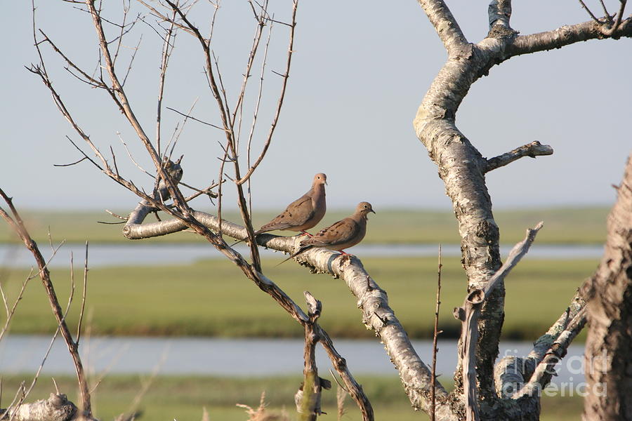 Pair of doves Photograph by Jim Gillen