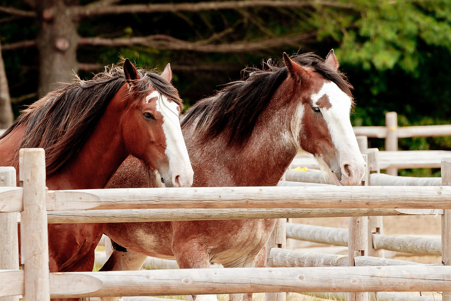 Pair of Draft Horses Posing Photograph by Ben Graham