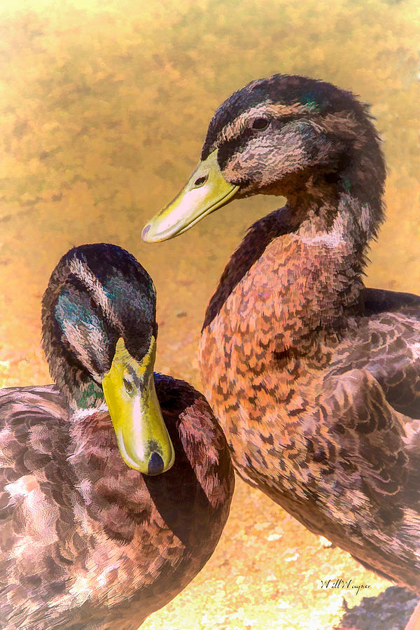 Pair of Ducks Photograph by Will Wagner