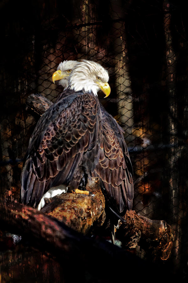 Pair of Eagles Photograph by Eleanor Abramson