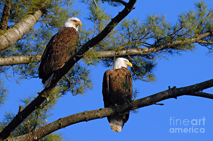 Nature Photograph - Pair of Eagles by Larry Ricker